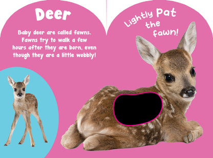 Baby Wild Animals Touch and Feel