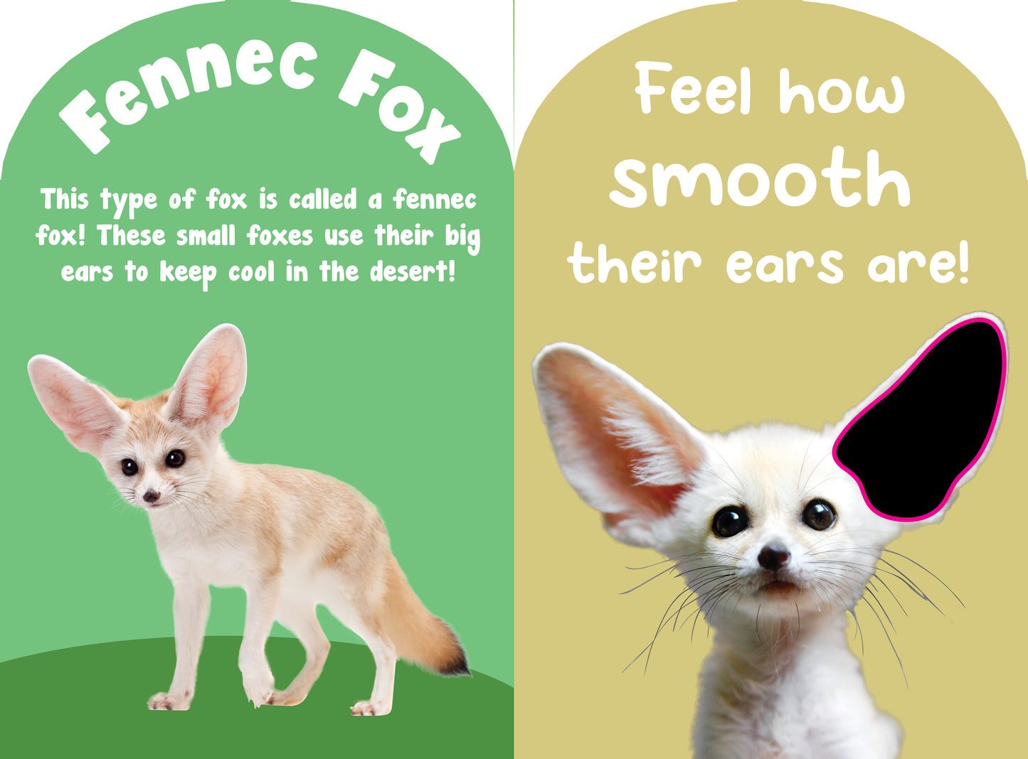 Baby Wild Animals Touch and Feel