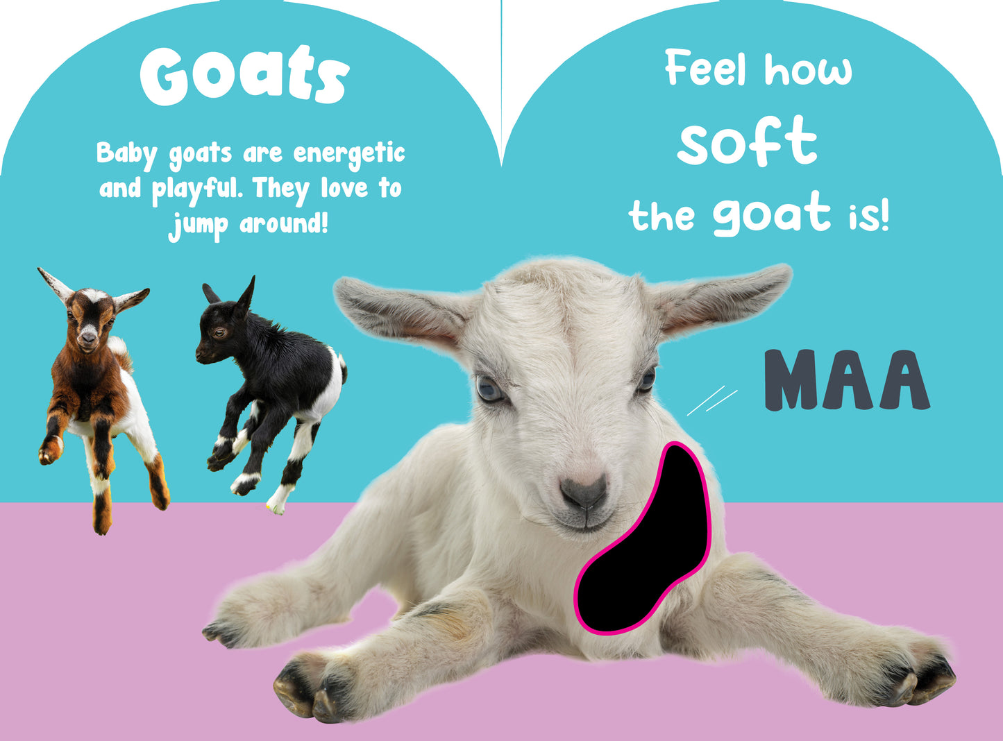 Petting Zoo Animals Touch and Feel