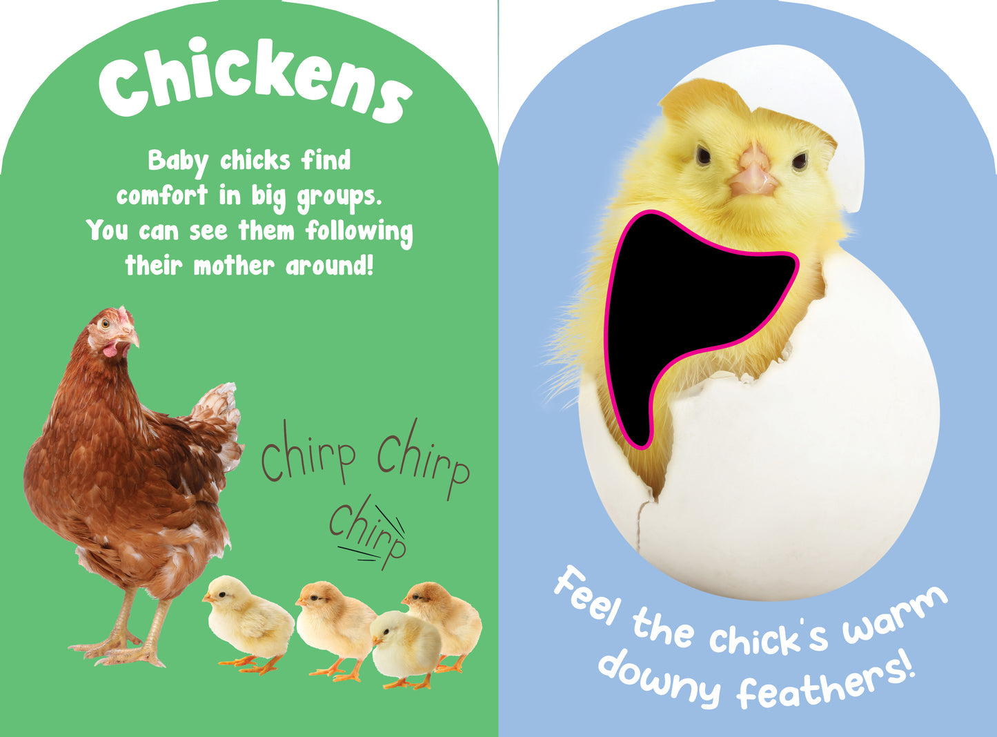 Petting Zoo Animals Touch and Feel