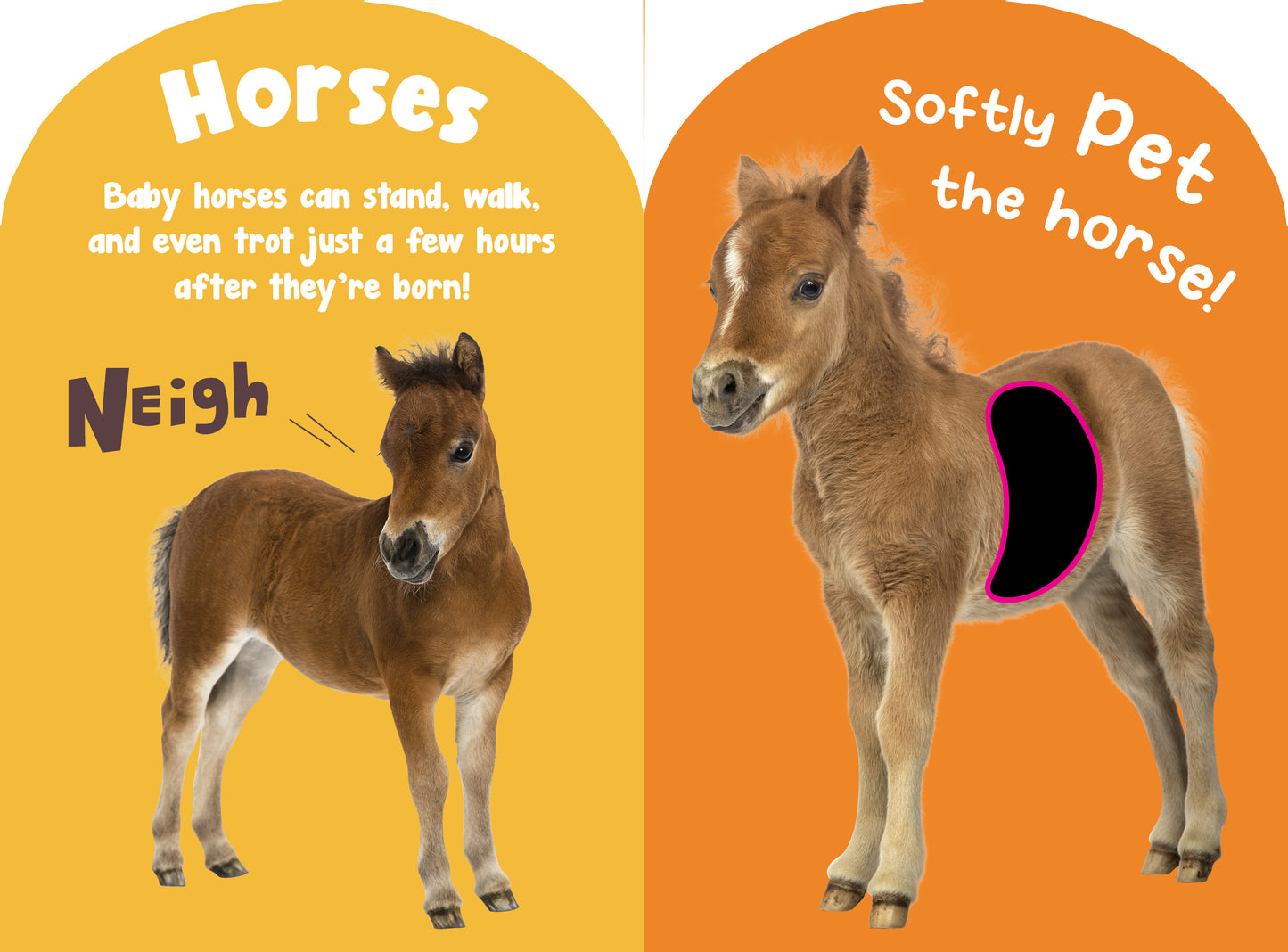 Petting Zoo Animals Touch and Feel