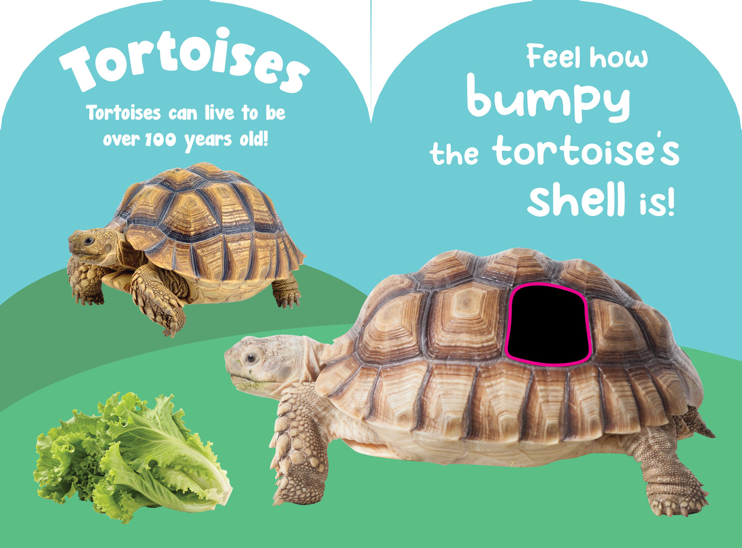 Petting Zoo Animals Touch and Feel