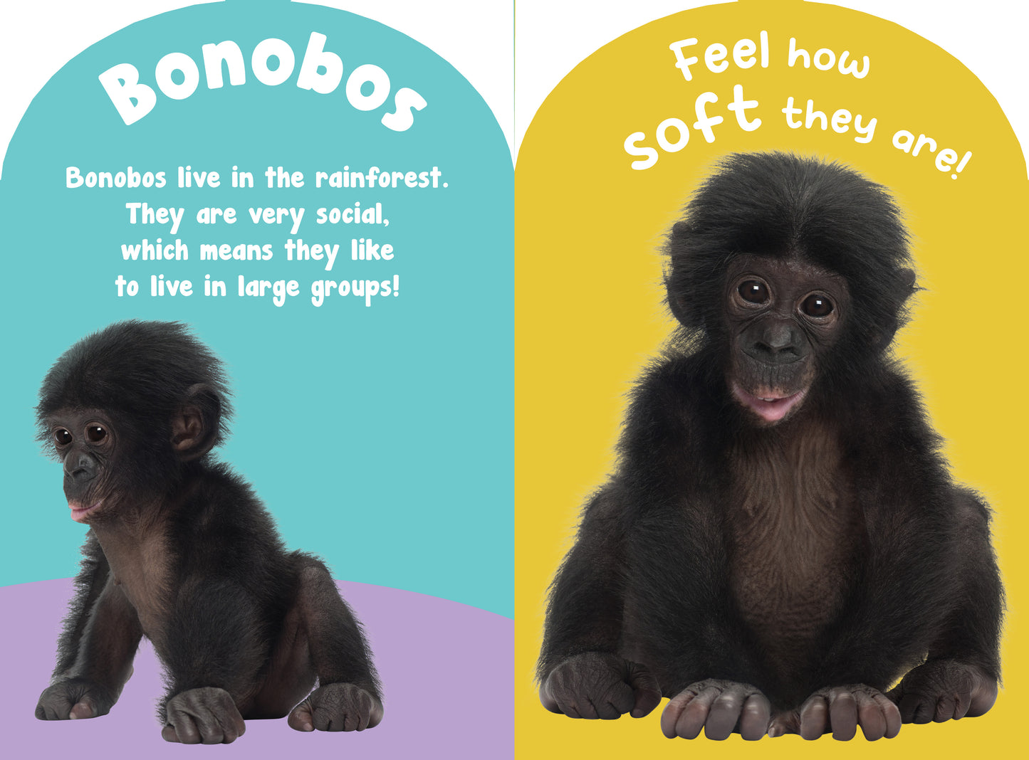 Monkeys and Apes Touch and Feel