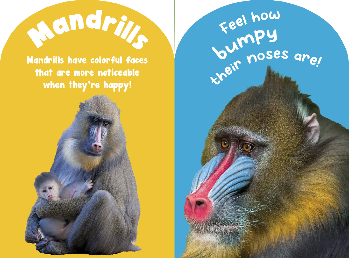 Monkeys and Apes Touch and Feel