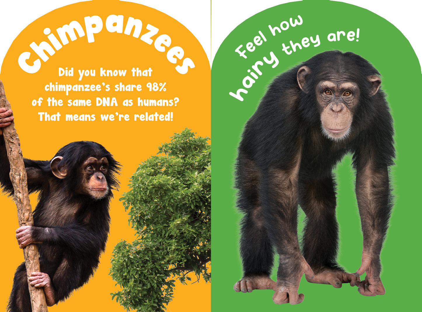 Monkeys and Apes Touch and Feel